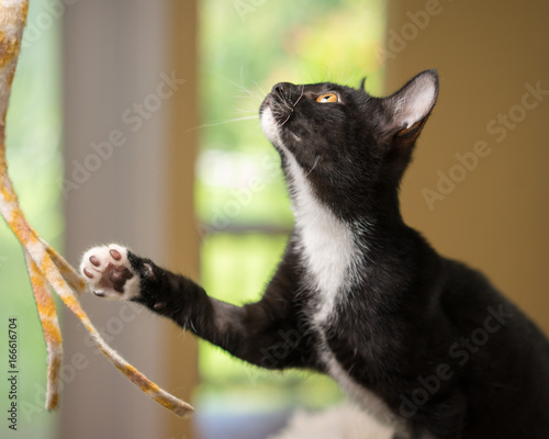 Young Black And White Domestic Short Medium Hair Kitten Cat Feline