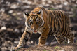 Attitude of tiger cub
