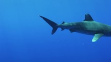 Bahamas, White Tip Shark Swims In Ocean