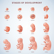 Stages Human Embryonic Development 