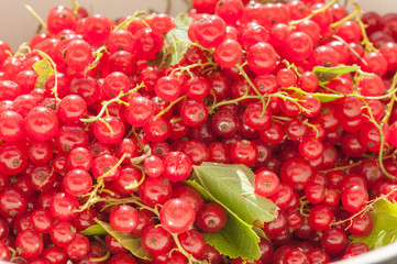 Canvas Print - Red currant