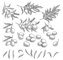 Olive Sketch Element Collection, Olive Branches Isolated Over White Background, Leaves, Olives, Vector Hand Drawn Illustration