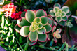 succulent close up. Plant, plants background