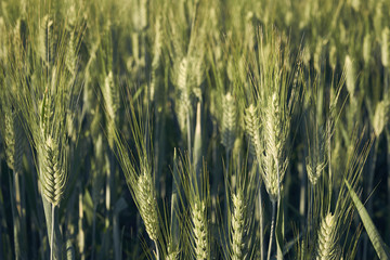 Wheat field in Summer