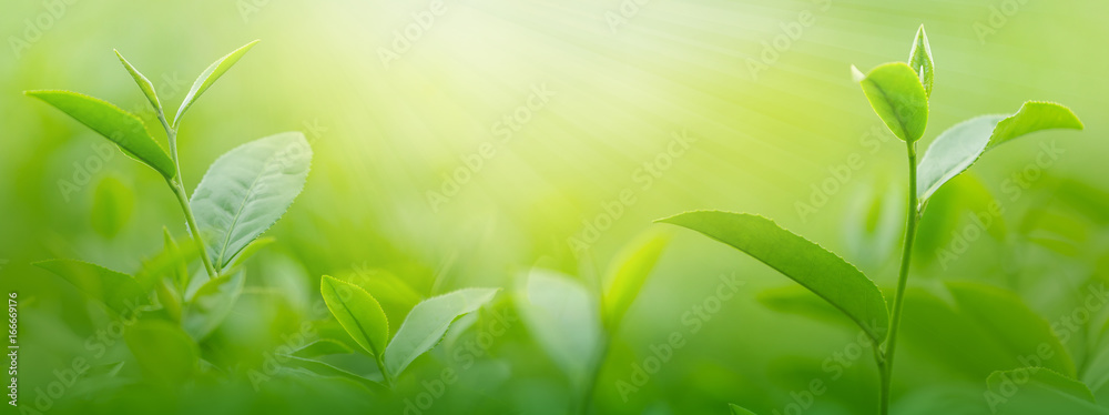 Fresh tea leaves in morning on tea plantation field - obrazy, fototapety, plakaty 