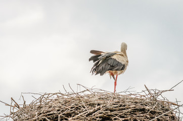 Wall Mural - Stork in the nest 