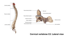 Cervical Vertebrae C2_Lateral View