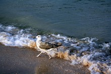  The Seagull Is Walking Along The Shore