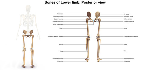 Wall Mural - Skeleton_Lower limb_Posterior view