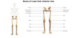 Skeleton_Lower limb_Anterior view