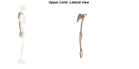 Wall Mural - Bones of the upper limb_Lateral view