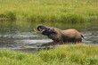 African forest elephant in the nature habitat of agreen meadow and water. The Elephant Forest,Loxodonta cyclotis is a small species of elephant living in the tropical rainforest of West Africa.