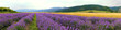 Panorama at the foot of the Balkan Mountains. Lavender bloom levels. Near Kazanlak, Bulgaria soil and climate are excellent for lavender growing.