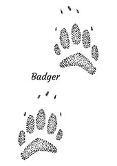Wall Mural - Badger footprint illustration, drawing, engraving, ink, line art, vector