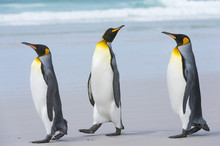 Three King Penguins (Aptenodytes Patagonica) Walking To The Sea On A Sandy Beach, Falkland Islands
