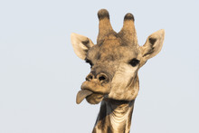 Portrait Of A Southern Giraffe (Giraffa Camelopardalis), Kalahari, Botswana