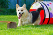 Corgi runs out of the tunnel for agility on the summer lawn