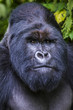 © robertharding - Silverback Mountain gorilla (Gorilla beringei beringei) in the Virunga National Park, Democratic Republic of the Congo