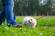funny white puppy of a lapdog on a red leash attacks a man on a green summer meadow