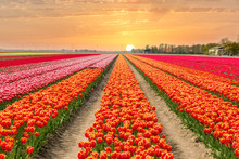 Landscape Of Netherlands Tulips With Sunlight In Netherlands..