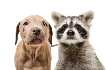 Wall Mural - portrait of a funny pit bull puppy and raccoon, closeup, isolated on white background