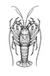 Ink sketch of spiny lobster