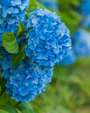 Blue hydrangea flower closeup on Nantucket