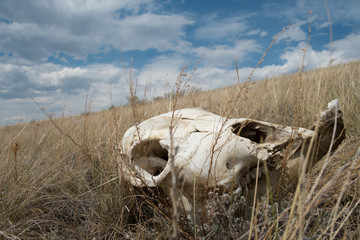 Skull in Grass