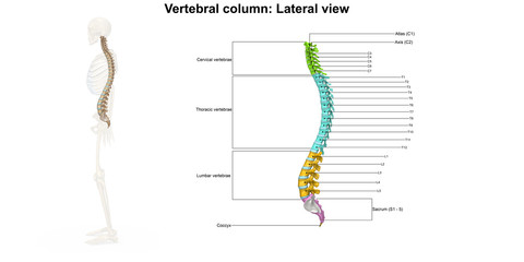 Wall Mural - Skeleton_Vertebral Column_Lateral view