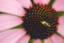 Coneflower With A Cucumber Beetle Twist