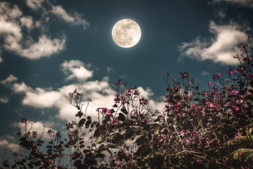 colorful flowers blooming against night sky and clouds with bright full moon.