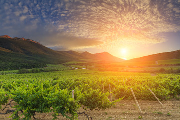 Poster - Gorgeous sunset over beautiful green vines