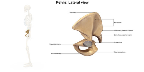 Wall Mural - Skeleton_Pelvis_Lateral view