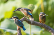 © Song Heming/Stocksy - Kingfisher fight