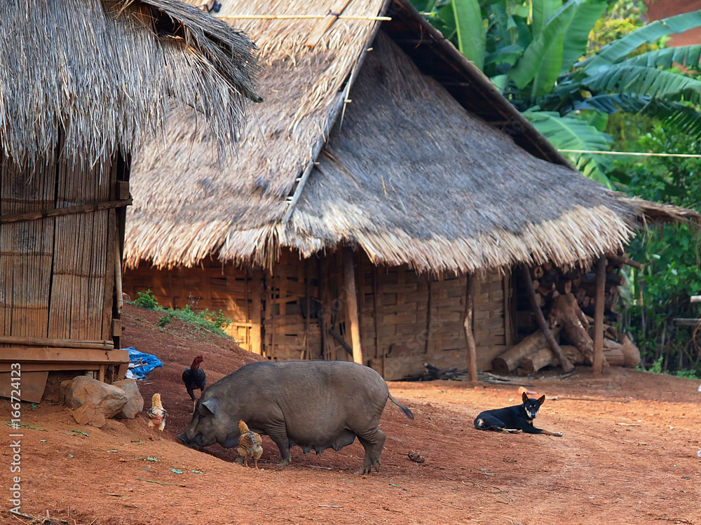 Loas Rural Traditional Lao Village with Bamboo Huts and Pigs in Rural Laos. A ...