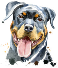 Watercolor Portrait Of Rottweiler