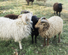 Laughing Ouessant Ewe And Two Rams Cuddle While Standing In Meadow