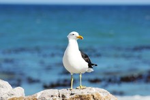 One Seagull Standing On Rock With Blue Ocean Background Facing Camera.
