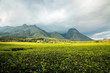 Golden green tea plantations at the foot of Mount Mulanje in Malawi with cloudy skies.