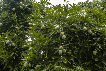 Mango Tree