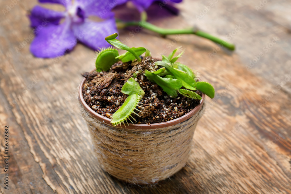 Dionaea muscipula in decorative pot on wooden background