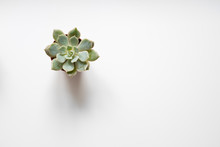 Succulent Plant, Mini Cactus On White Background -