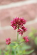 Rote Spornblume Centranthus ruber