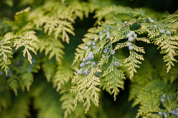 Wall Mural - Thuja tree