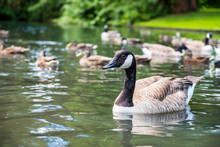 A Canada Goose Swimming In A Lake With Other Geese And Ducks In The Background