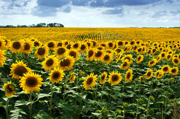 Fotomurales - Sunflower field in summer