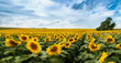 panoramic view of sunflower Field with lines