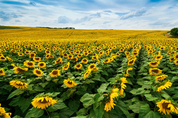 Fotomurales - Field of sunflowers lines