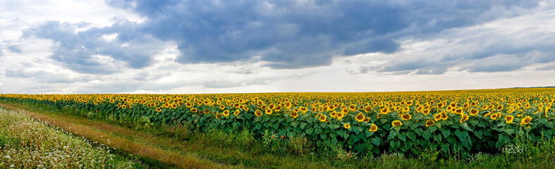 Wall Mural - Summer landscape with a field of sunflowers with road
