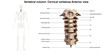 Cervical Spine_Anterior view